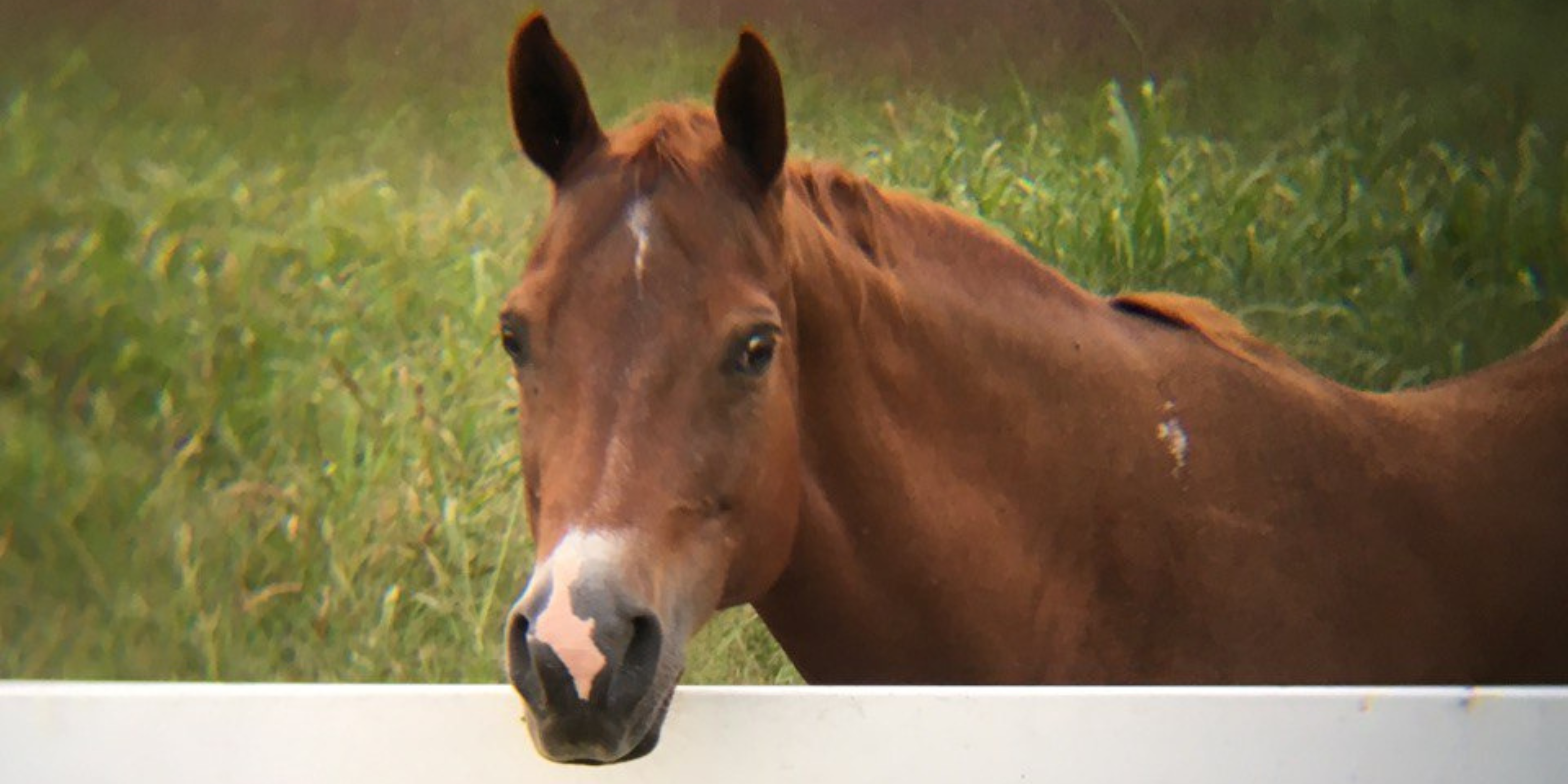 A horse standing behind a white fence